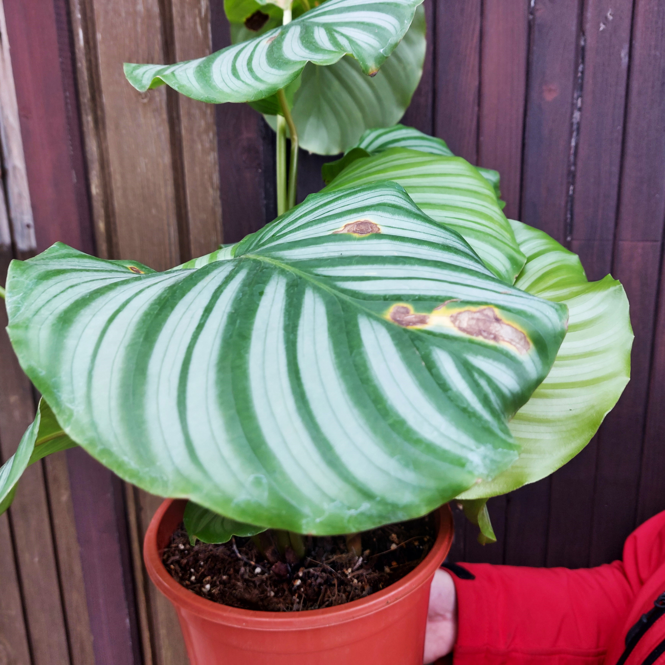 Obrázok Kalatea guľatolistá (Calathea orbifolia) - výška 40-50 cm, kont. C3L